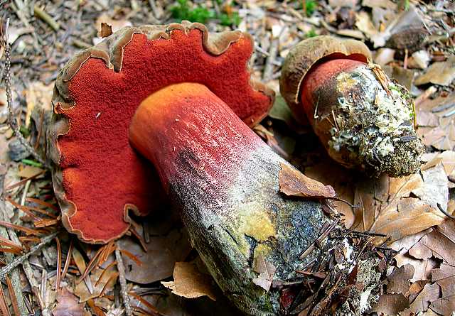 2005 :  Un anno di funghi